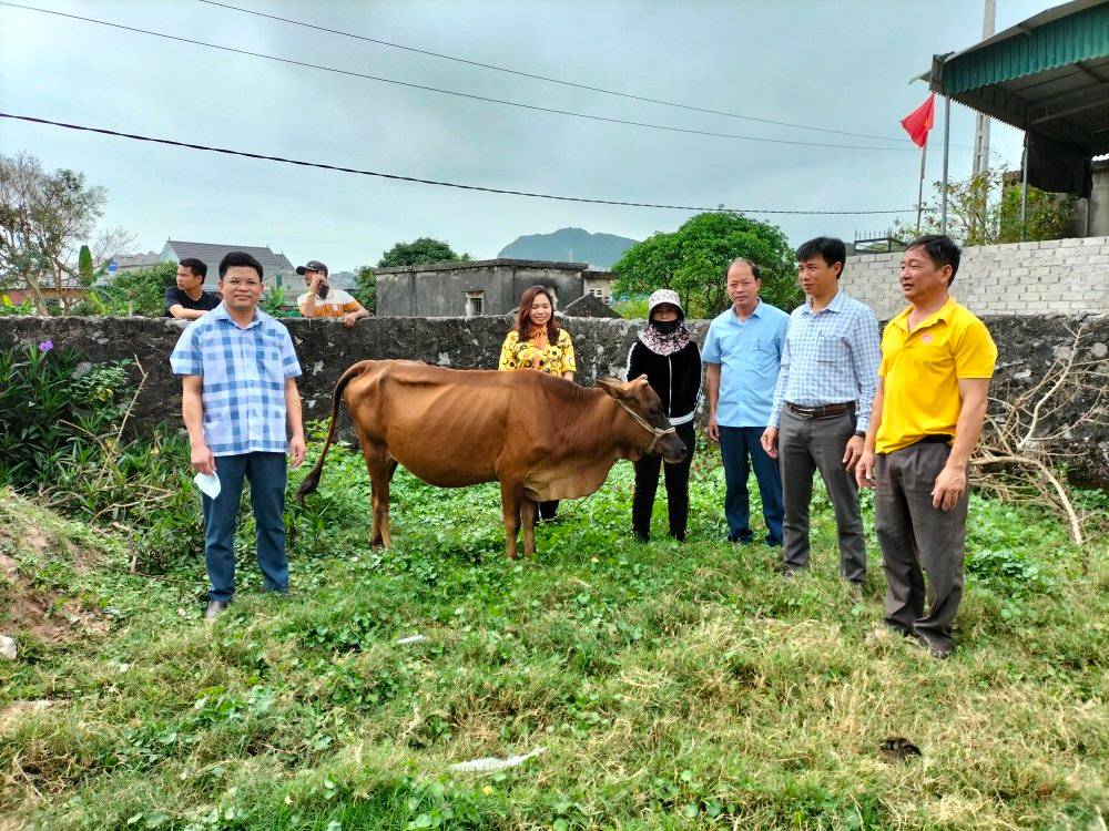 Trao bò giống cho hộ nghèo, cận nghèo phường Quỳnh Thiện